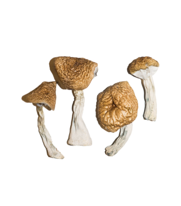 Buy Burmese Magic Mushrooms